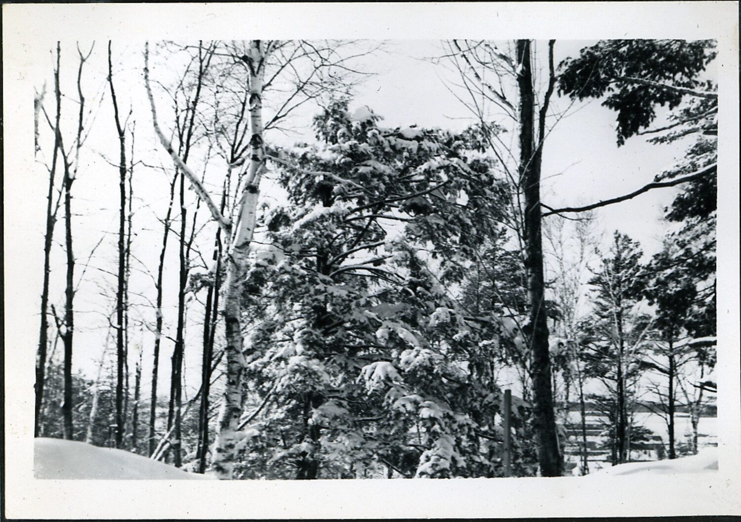 Snow-Laden Forest with Birch and Conifer Trees, Postwar Japan