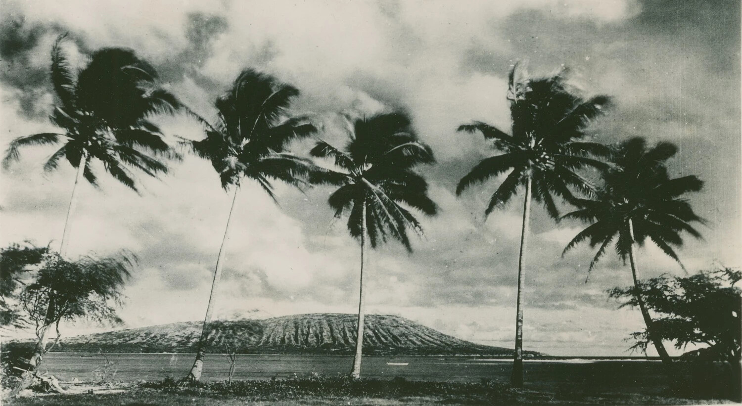 Coconut Palms and Volcanic Crater Along Hawaiian Coastline
