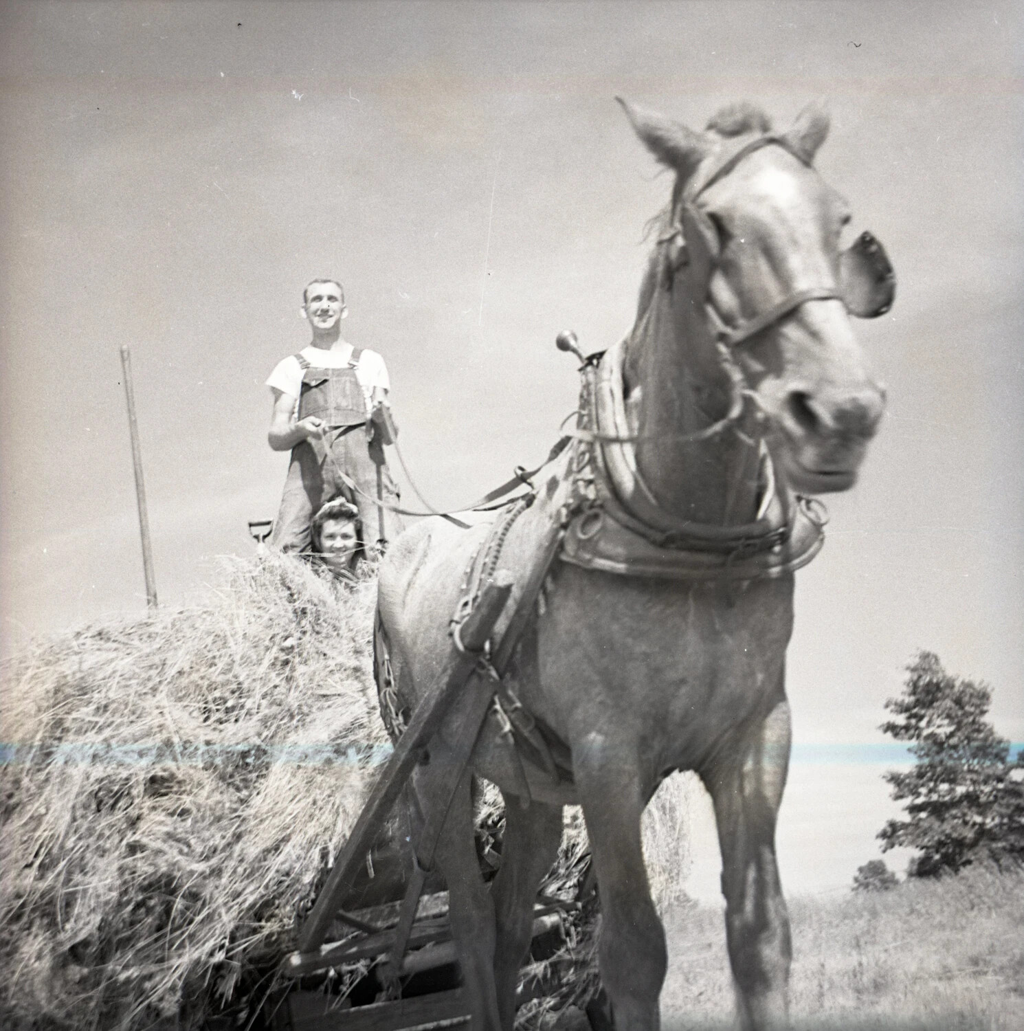 Farm Couple Atop a Horse-Drawn Hay Wagon During Harvest, Mid-20th Century