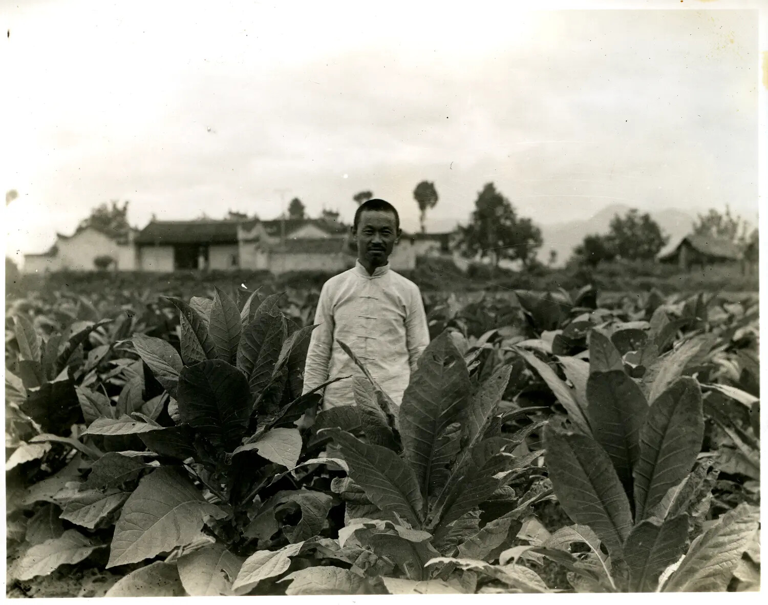 Chinese Farmer Standing in a Tobacco Field, Rural Village Backdrop — China-Burma-India Theater Archive