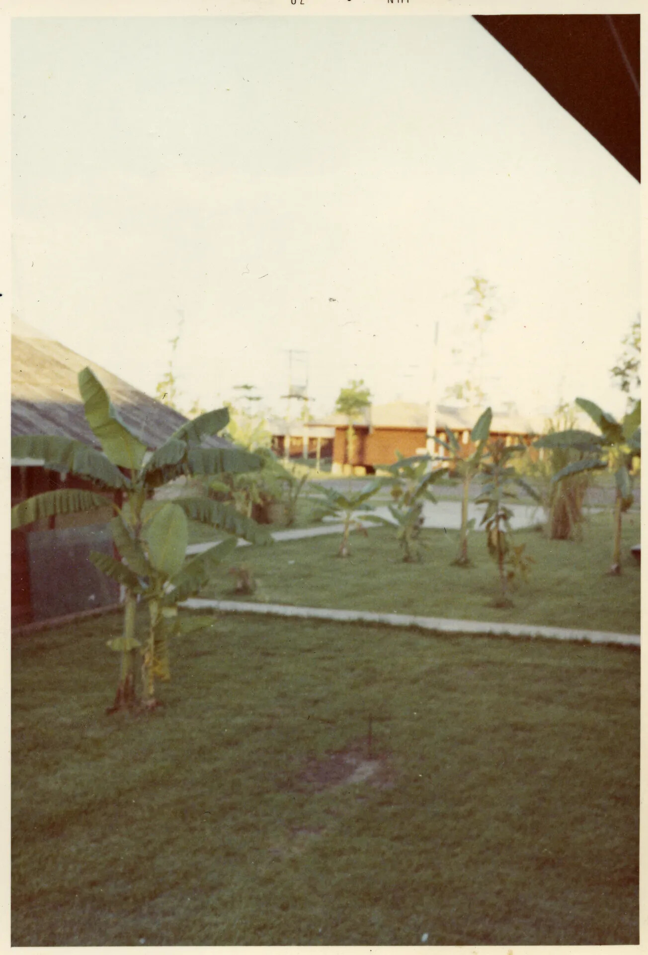 Base Housing Area with Banana Trees, Nakhon Phanom RTAFB, Thailand