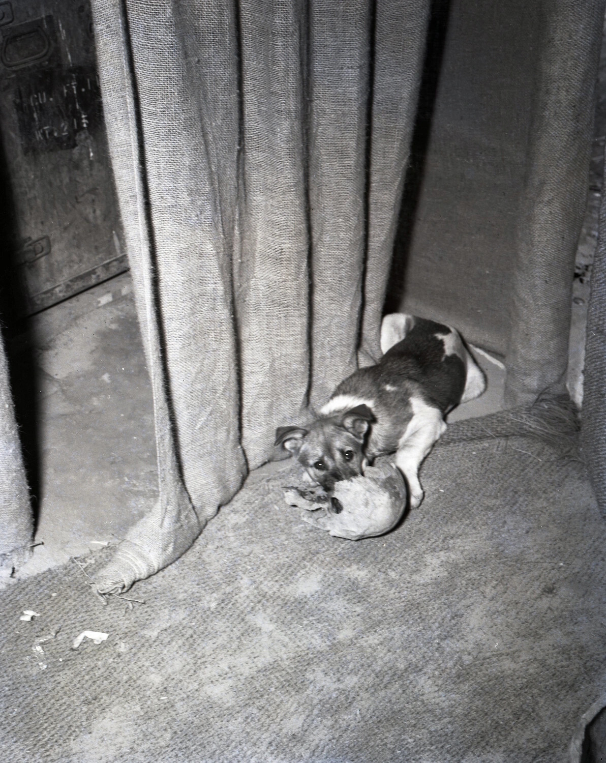 Squadron Mascot Puppy in Tent, China-Burma-India Theater, WWII