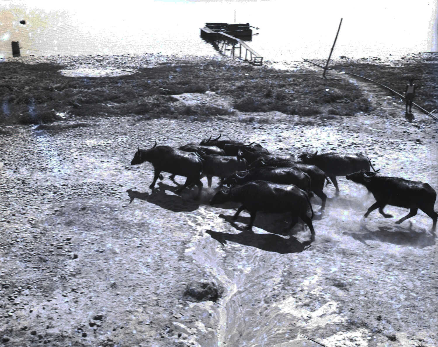 Water Buffalo Herd Crossing Riverbed, China-Burma Theater, WWII