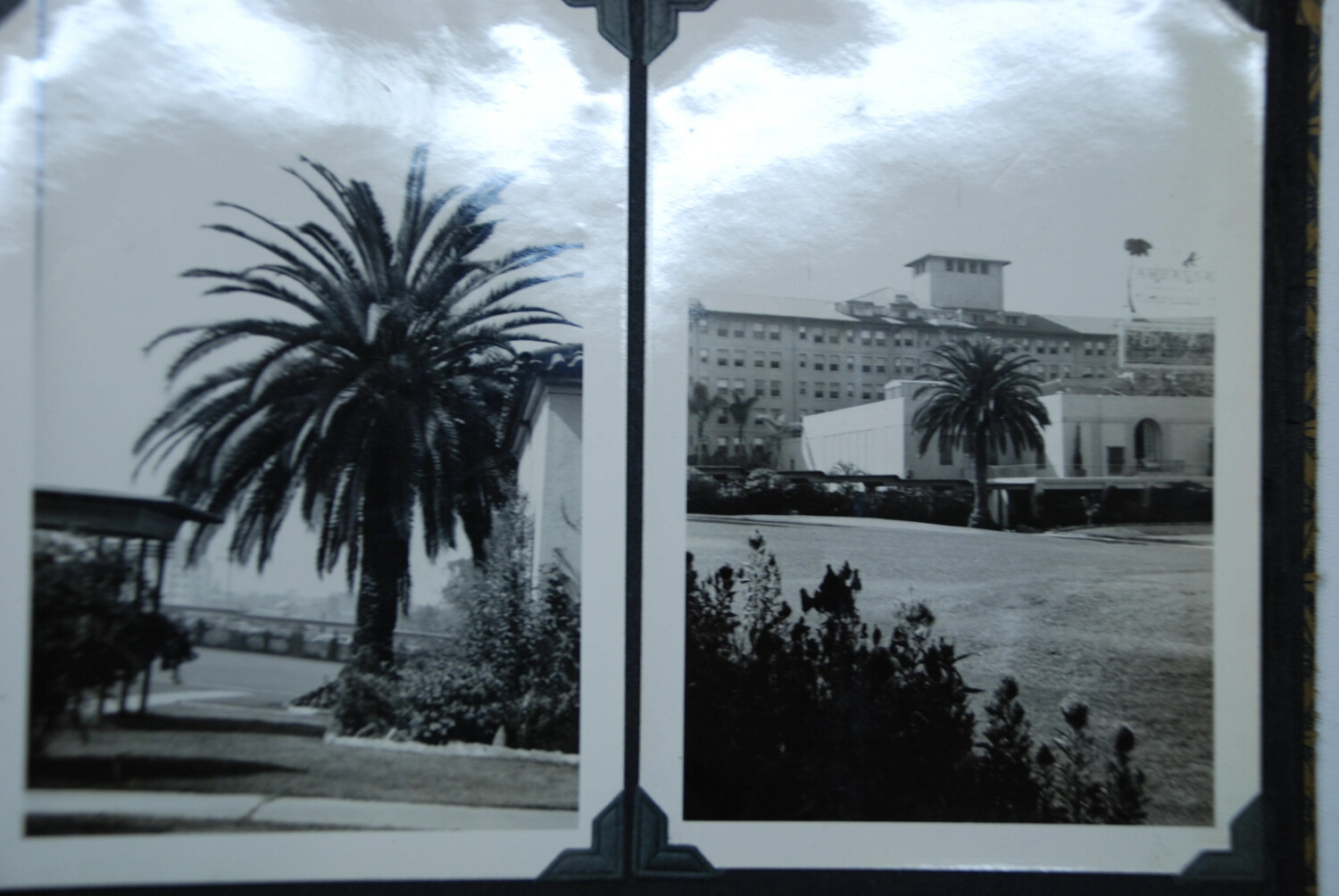 Album Page: Palm Tree Streetscape and Mediterranean Revival Institutional Building, Southern California, c. 1940s