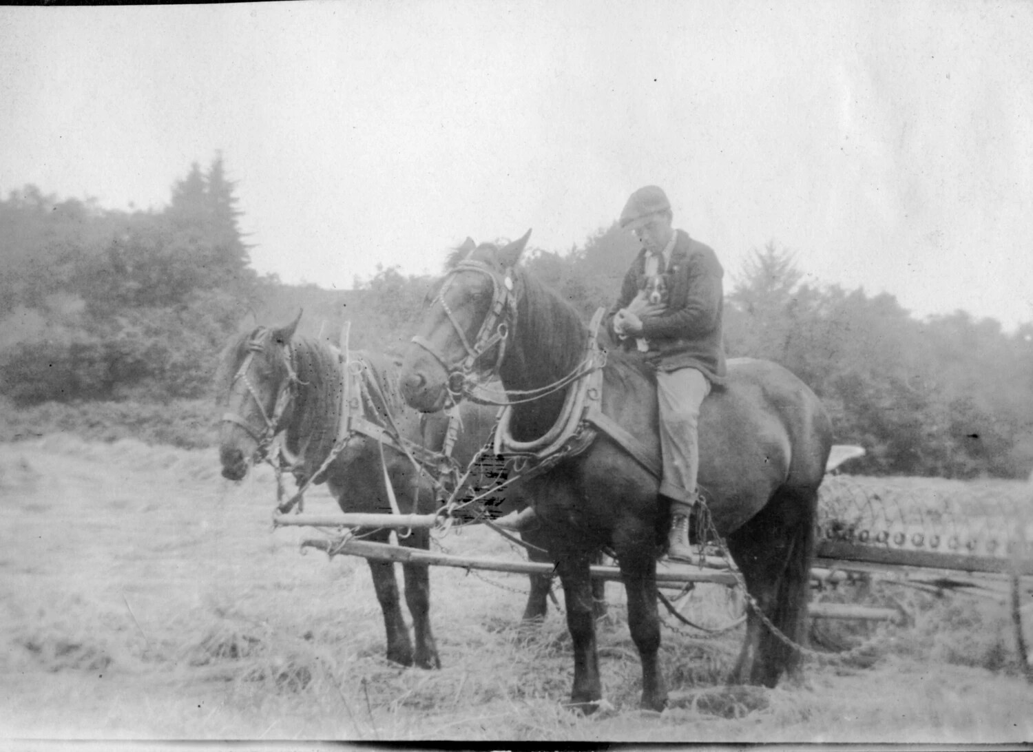 Farmer on Draft Horse with Farm Implement, circa 1910-1925