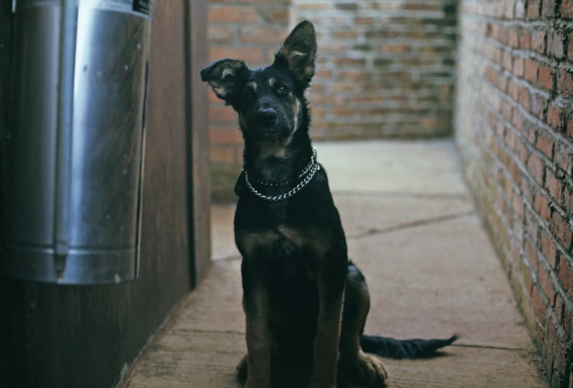 German Shepherd-Type Dog in Alleyway, Don Engebretsen Slide Collection