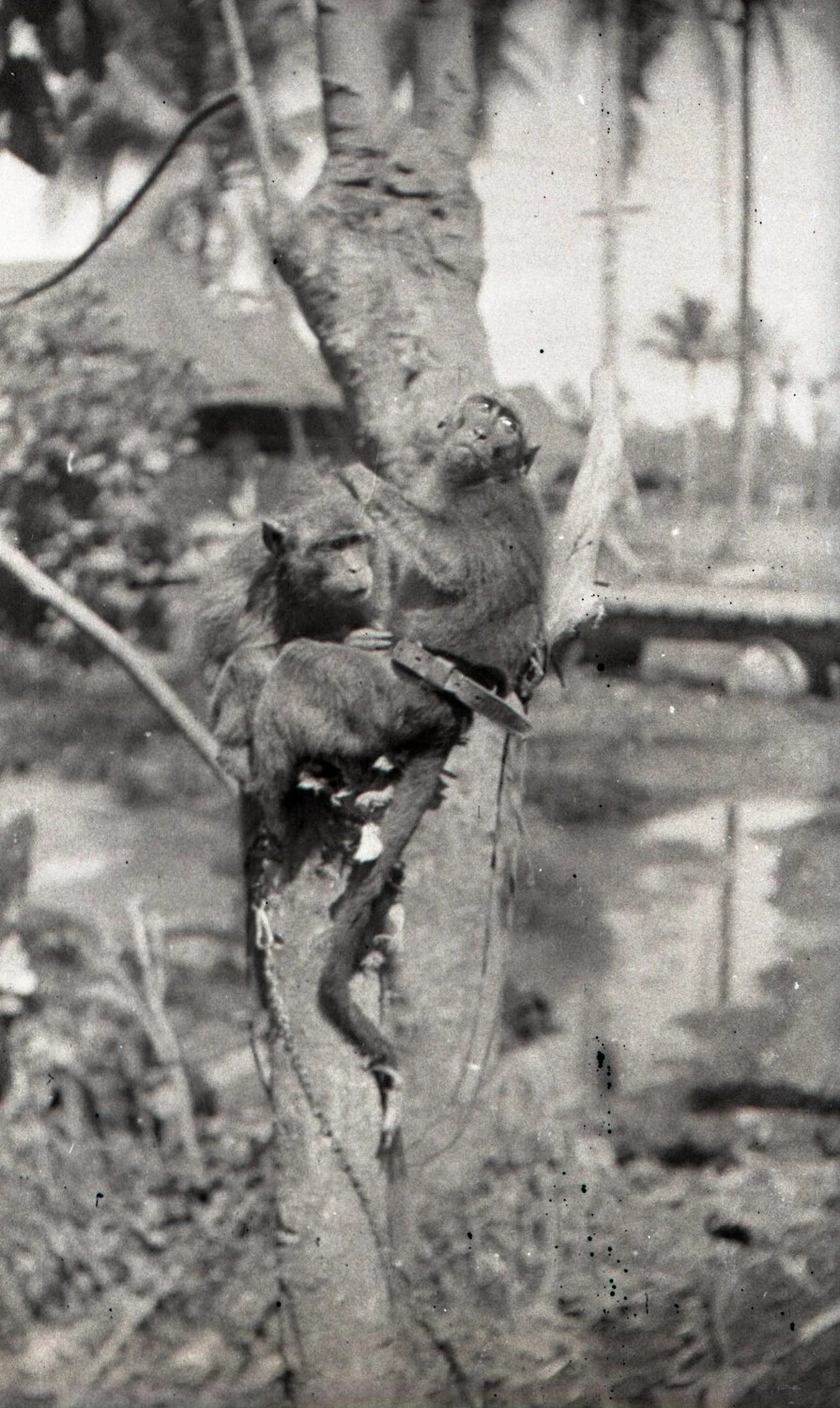 Two Pet Macaque Monkeys Chained to a Tree, Luzon, Philippines, WWII Era