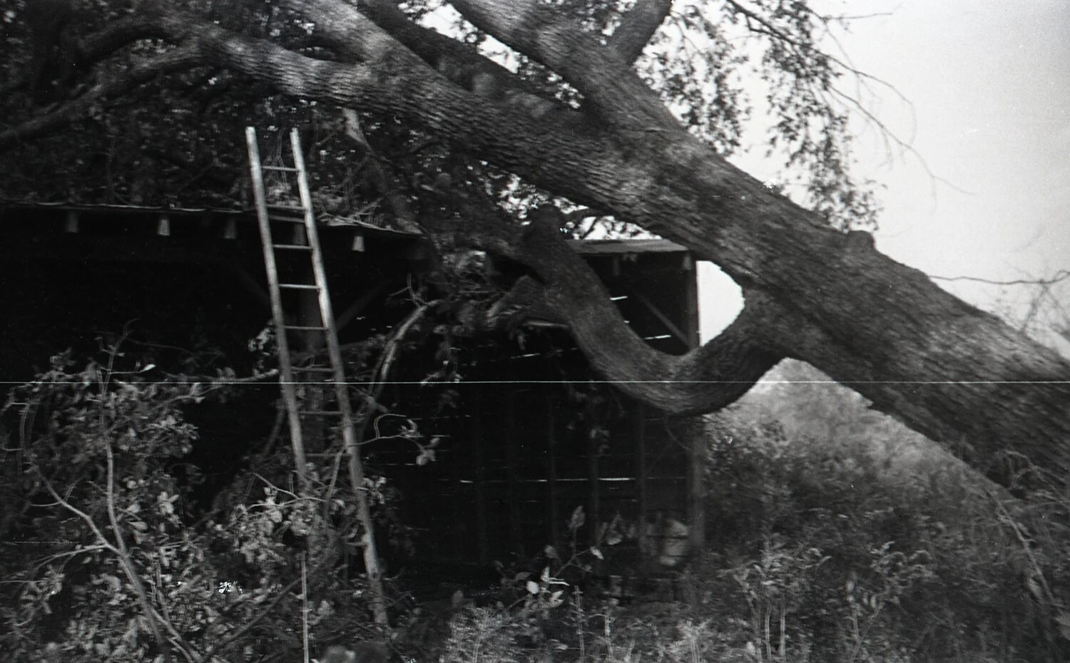 Close View of Fallen Tree on Shed Roof, Nashua, New Hampshire, September 1938