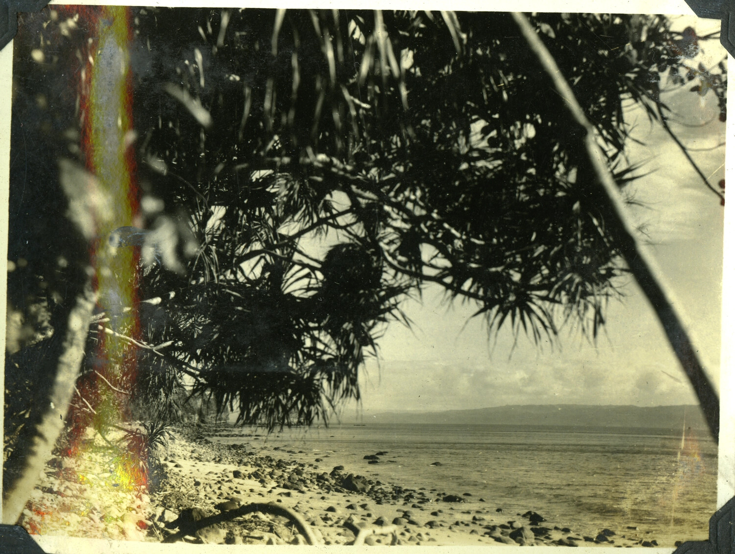 Coastal View Framed by Pandanus Trees, Philippines, c. 1920s-1930s
