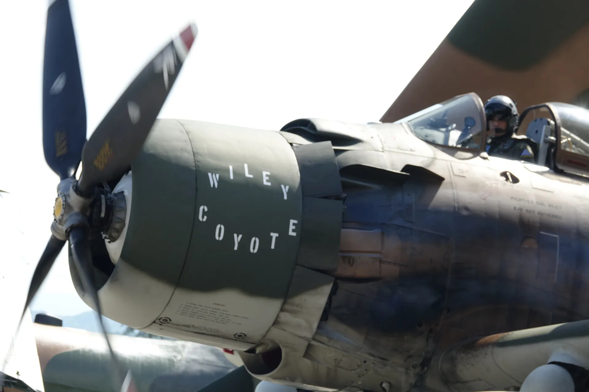 Nose Detail of Restored A-1 Skyraider 'Wiley Coyote' with Pilot in Cockpit, Reunion Event
