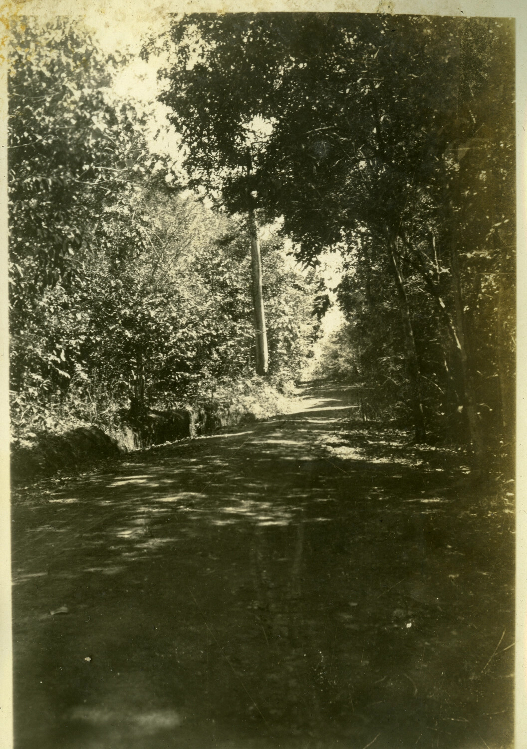 Tree-Lined Rural Road, Manila Area, Philippines
