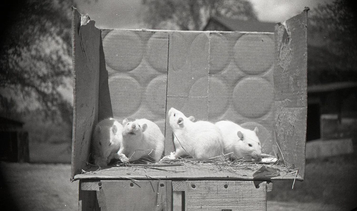 White Mice in Cardboard Nest Box, Mid-20th Century