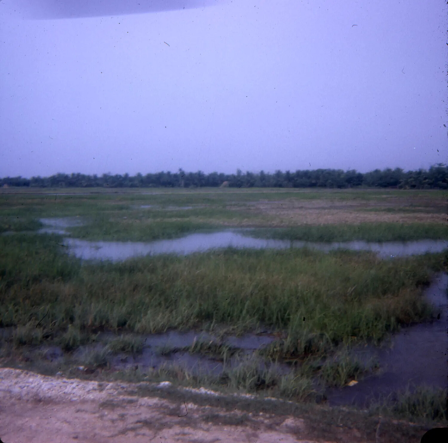 Rice Paddy Landscape, Vietnam