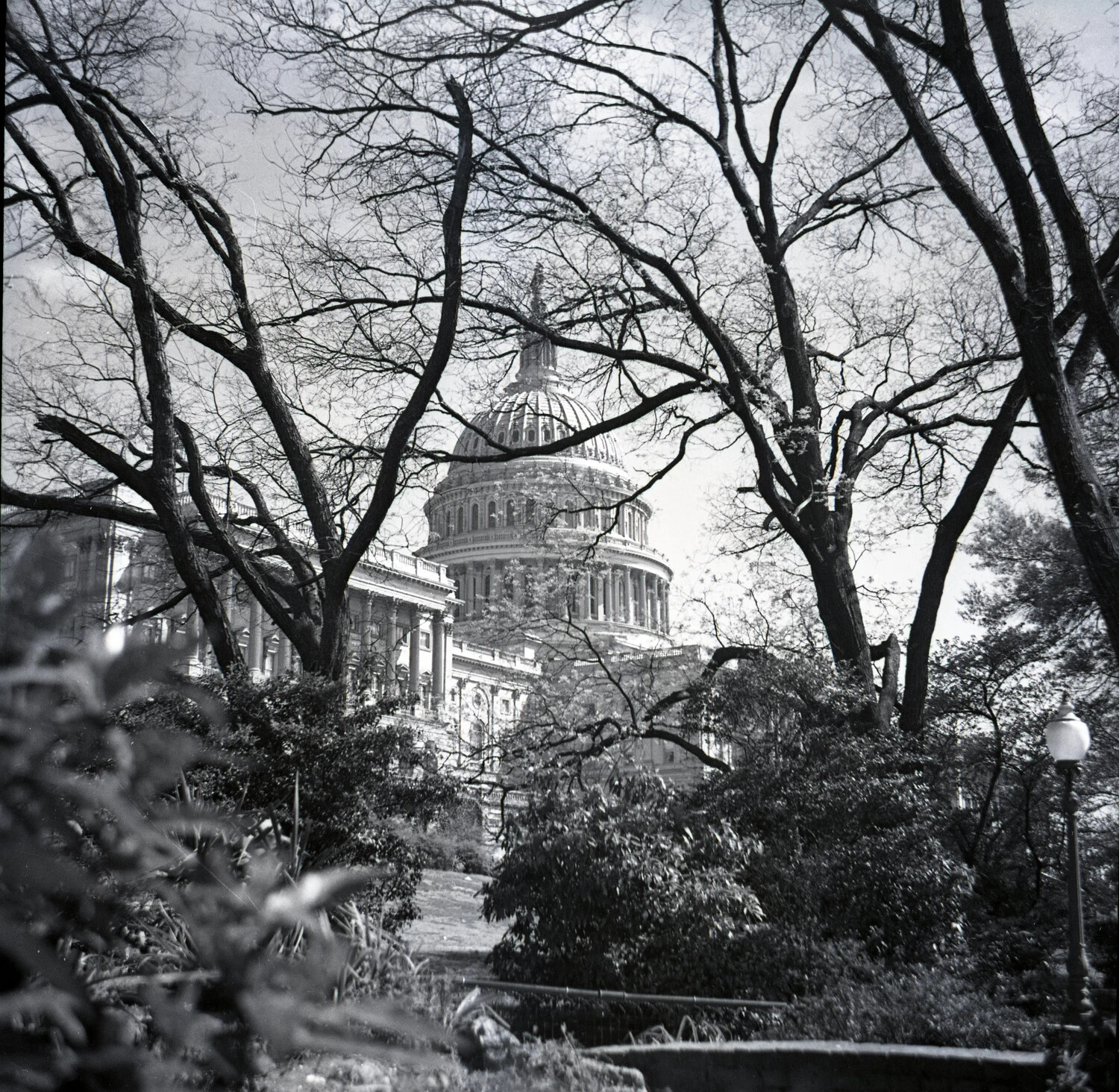 View of the U.S. Capitol Dome Through Bare Trees, Washington, D.C.