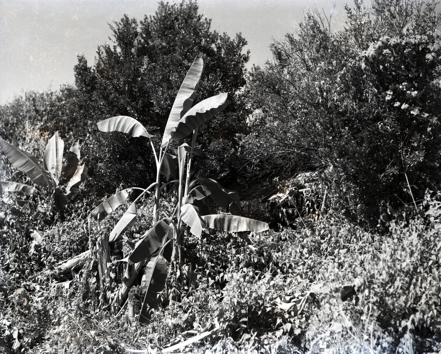 Banana Plant in Jungle Undergrowth, Burma, WWII China-Burma-India Theater