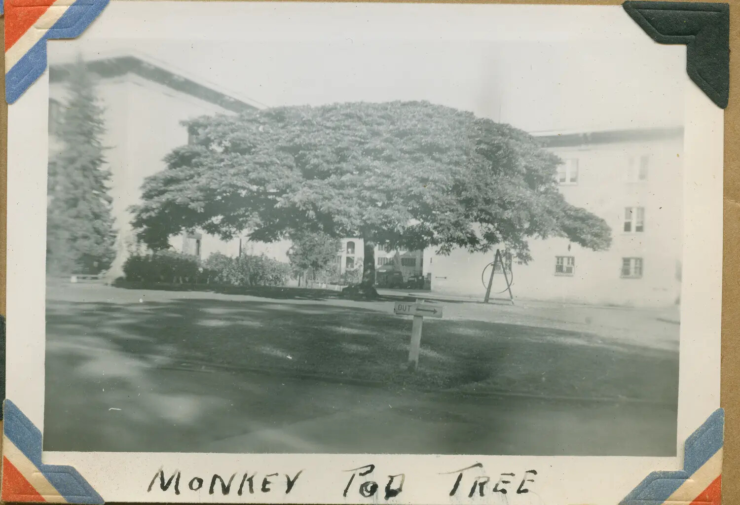 Monkeypod Tree in Front of Military Buildings, Hawaii, WWII Era