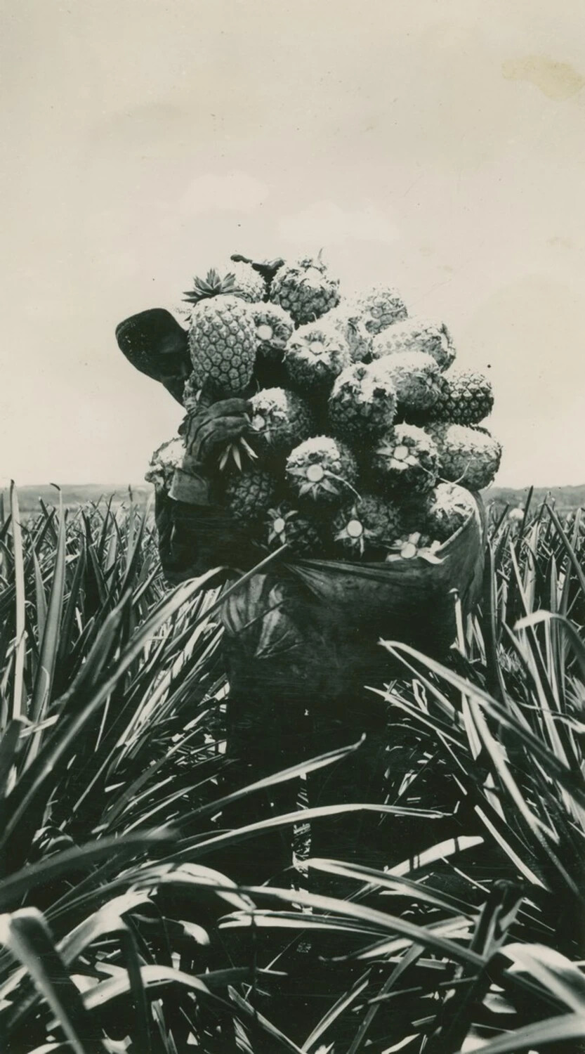Plantation Worker Carrying Massive Pineapple Load, Pacific/Philippines Region