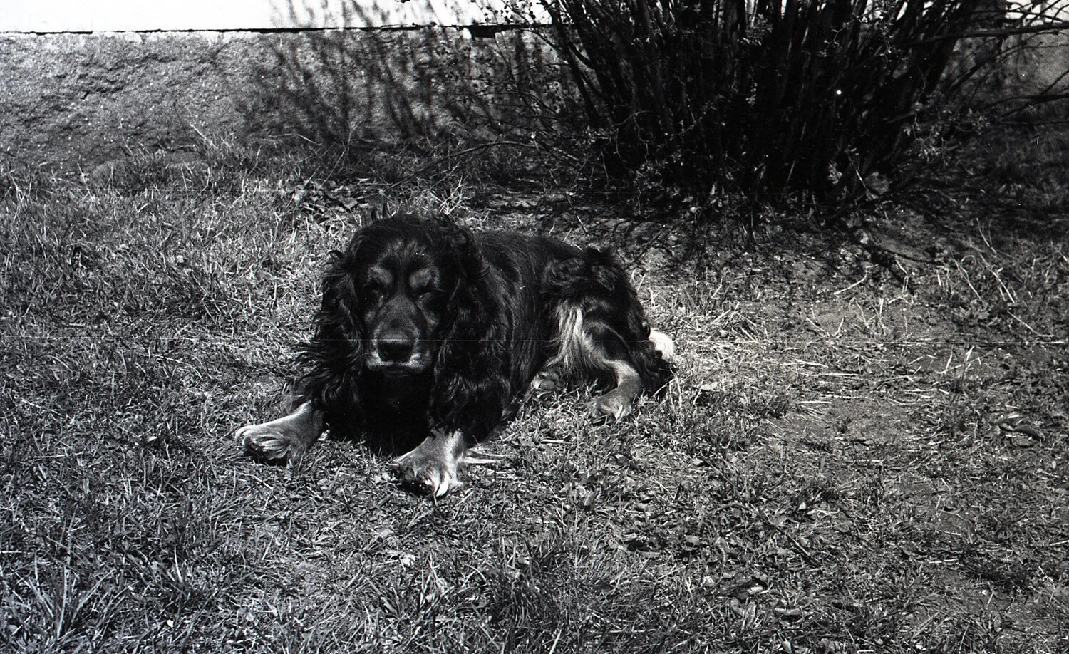 Cocker Spaniel Resting in Garden, Stateside Photograph, WWII Era