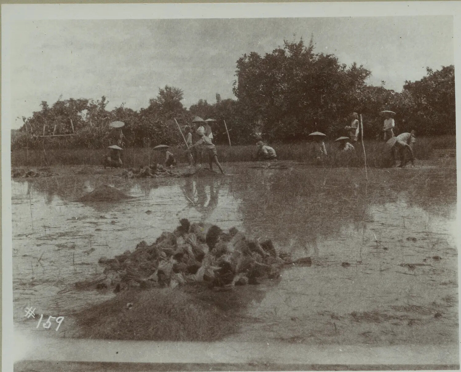 Farmers Working a Flooded Rice Paddy, Philippines, c. 1898-1900
