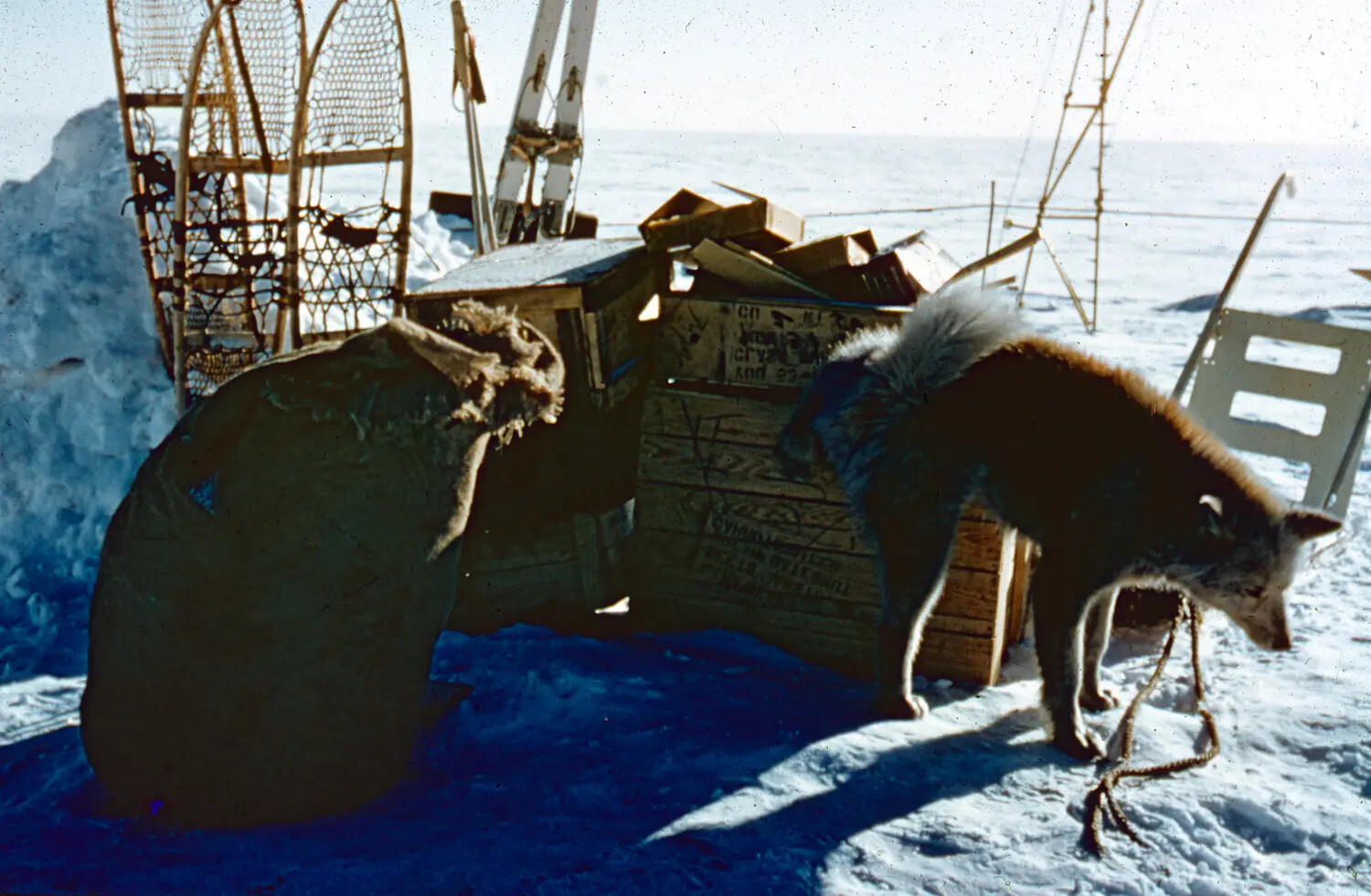 Arctic Survival Gear and Sled Dog at Thule Air Force Base, Greenland, c. 1950-1955