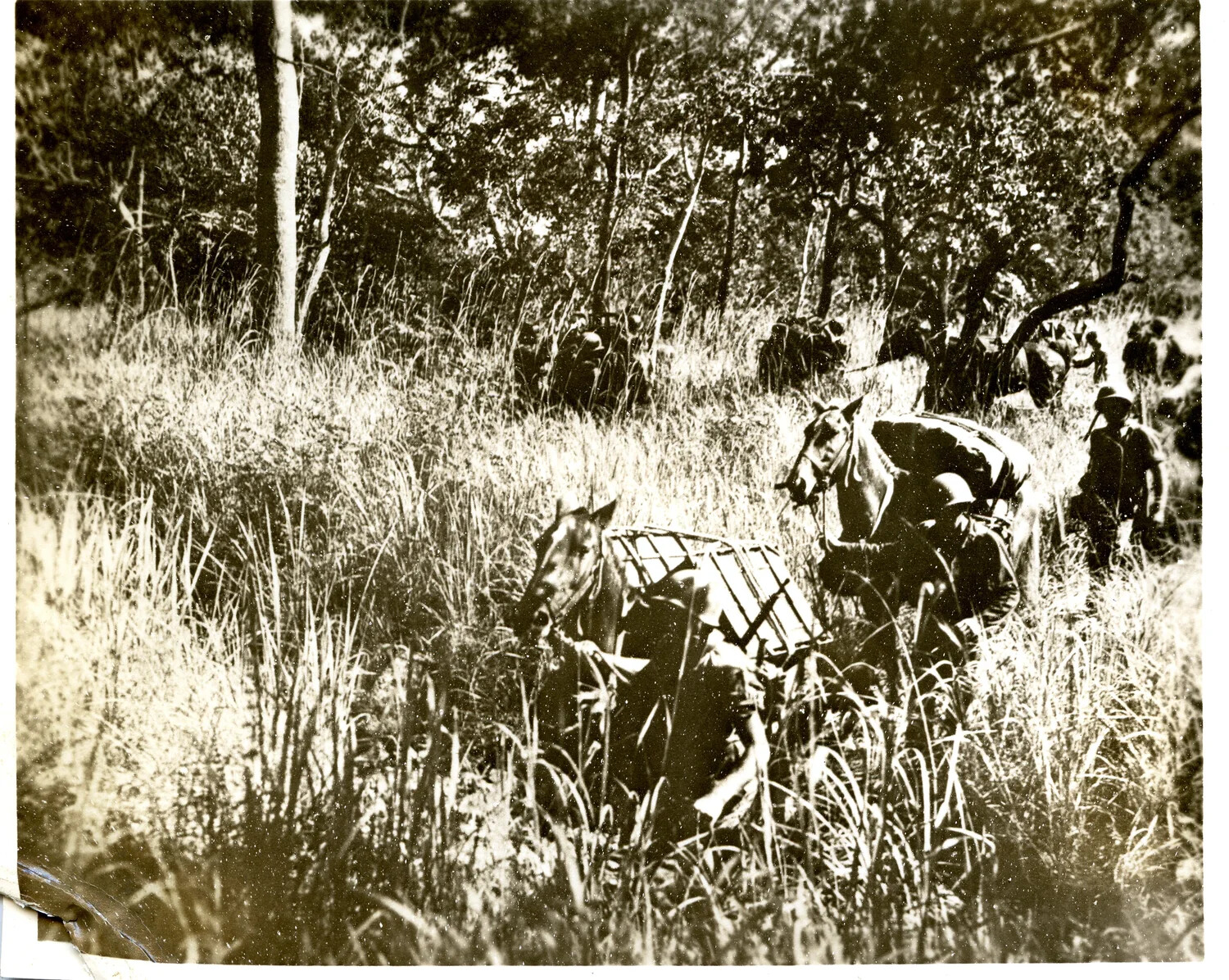 Pack Horse Supply Train Moving Through Tall Grass, Pacific Theater