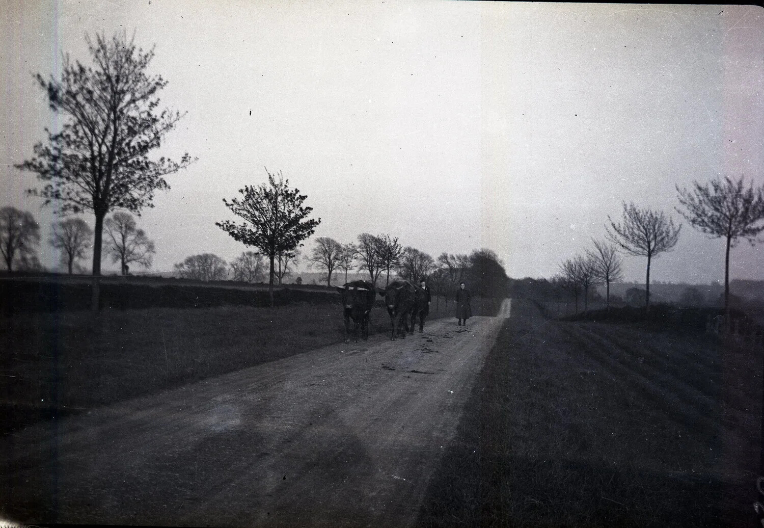 Country Road with Cattle Team, Rural France, World War I Era