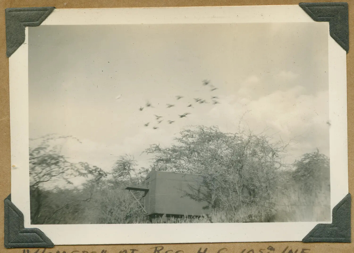 Wooden Camp Structure and Birds in Flight, 105th Infantry Regimental Headquarters Area, Hawaii, World War II Era