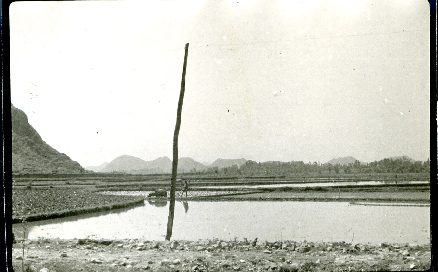 Rice Paddy Landscape with Water Buffalo, Burma/CBI Theater Collection