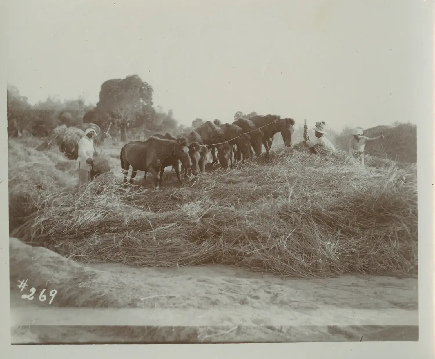 Horse-Trampling Method of Rice Threshing, Rural Philippines, c. 1898-1910