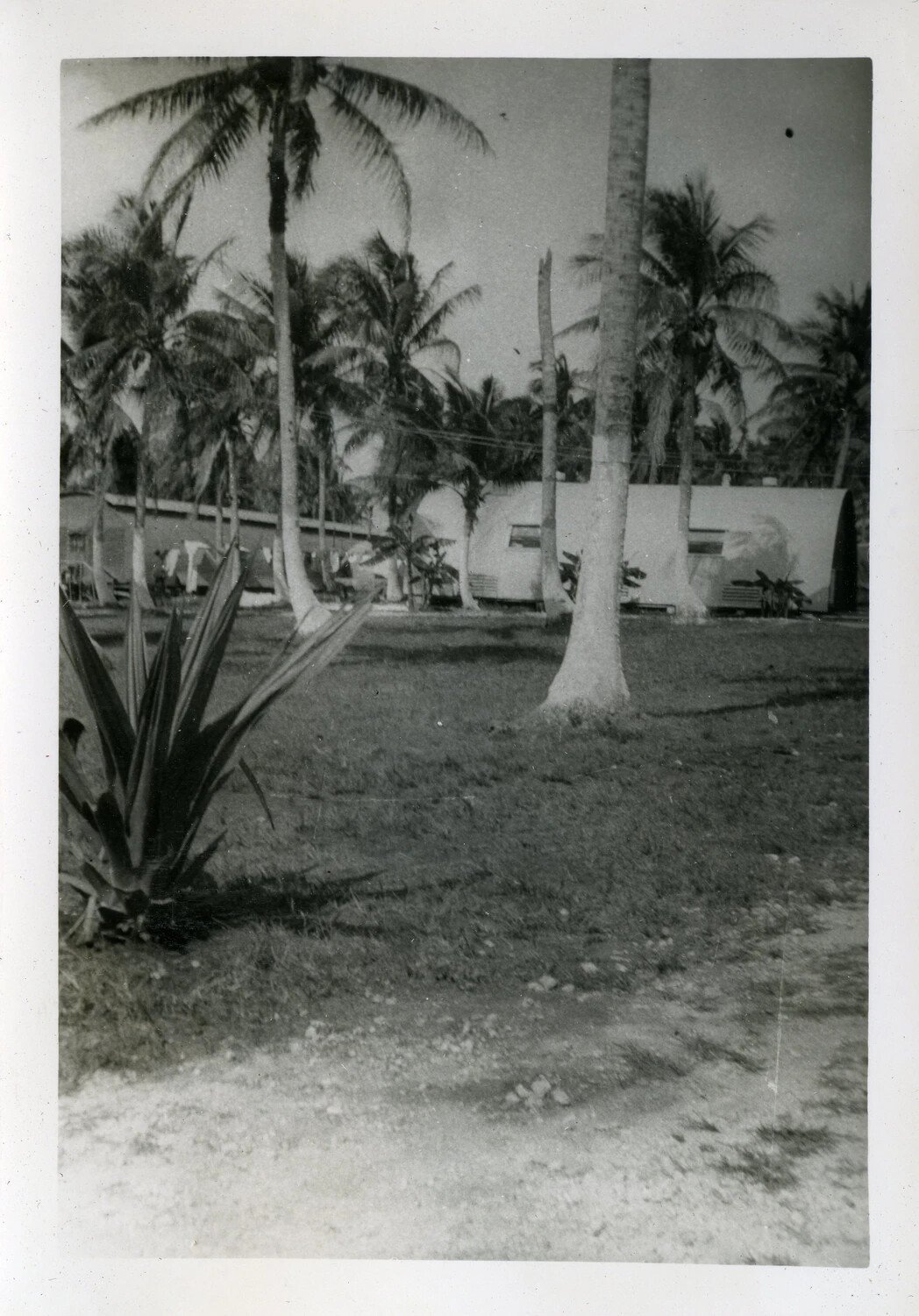 Quonset Hut Buildings Among Palm Trees, Naval Air Station Agana, Guam