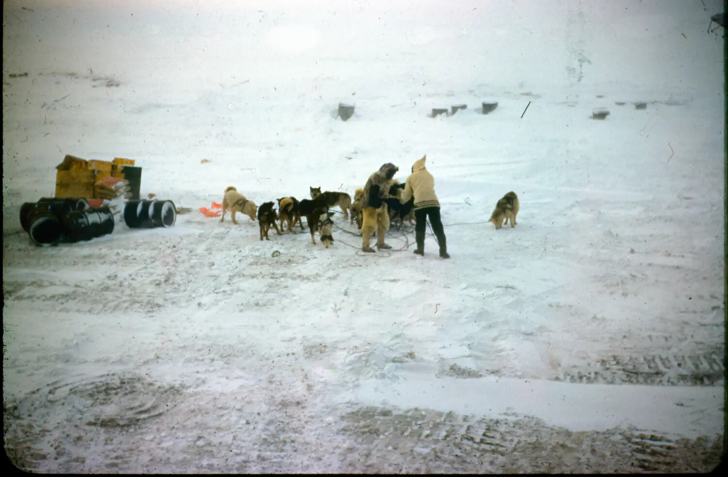 Dog Sled Team Being Harnessed, Thule Air Base, Greenland