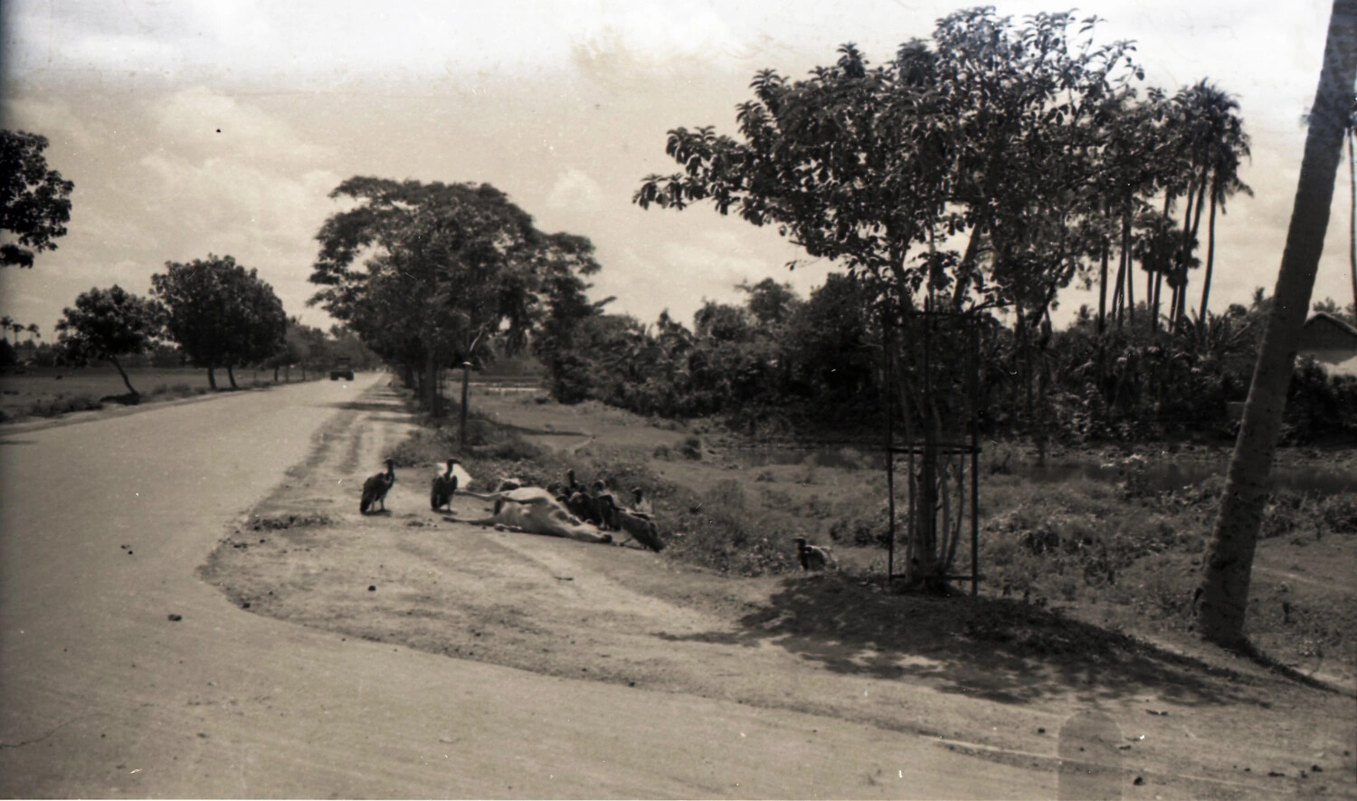 Vultures Feeding on Roadside Carcass, Rural Road, China-Burma-India Theater, WWII