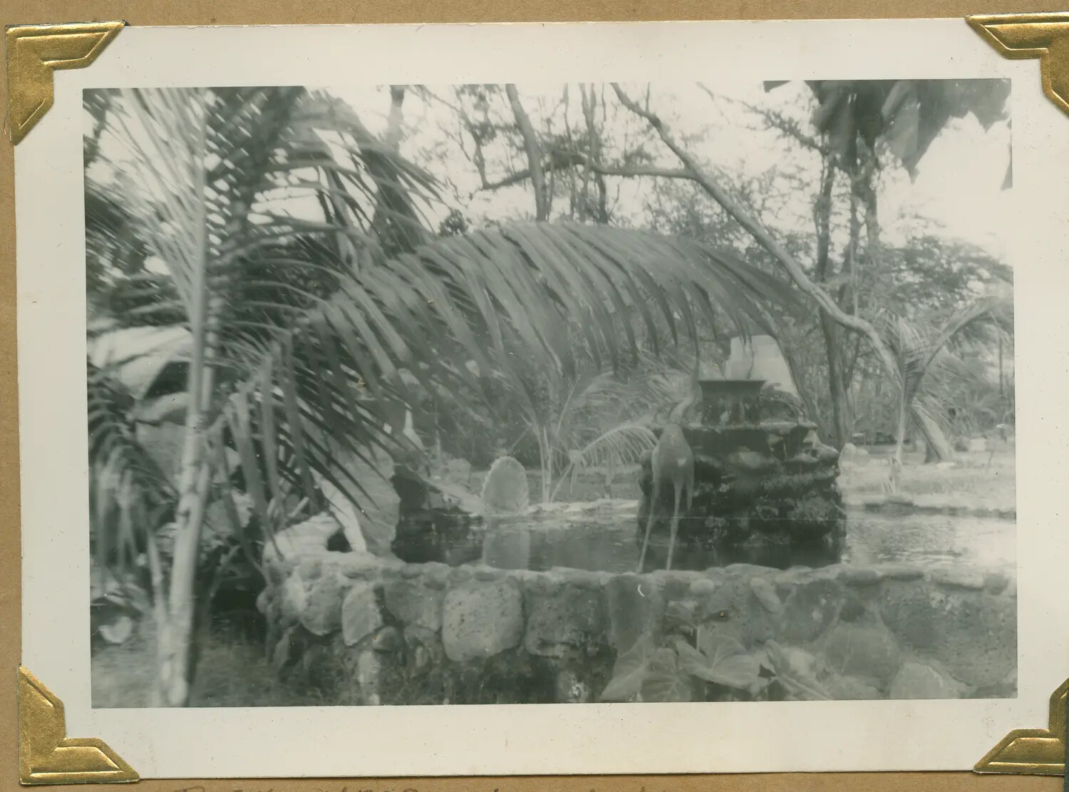 Ornamental Garden Pool, Park Near Honolulu, Hawaii, World War II Era