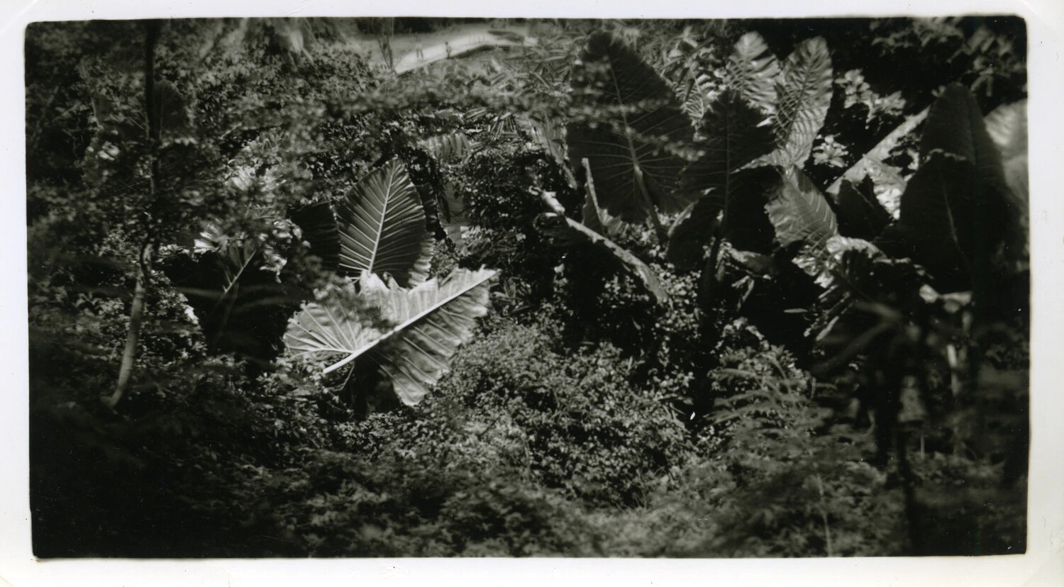 Tropical Foliage Study, Okinawa