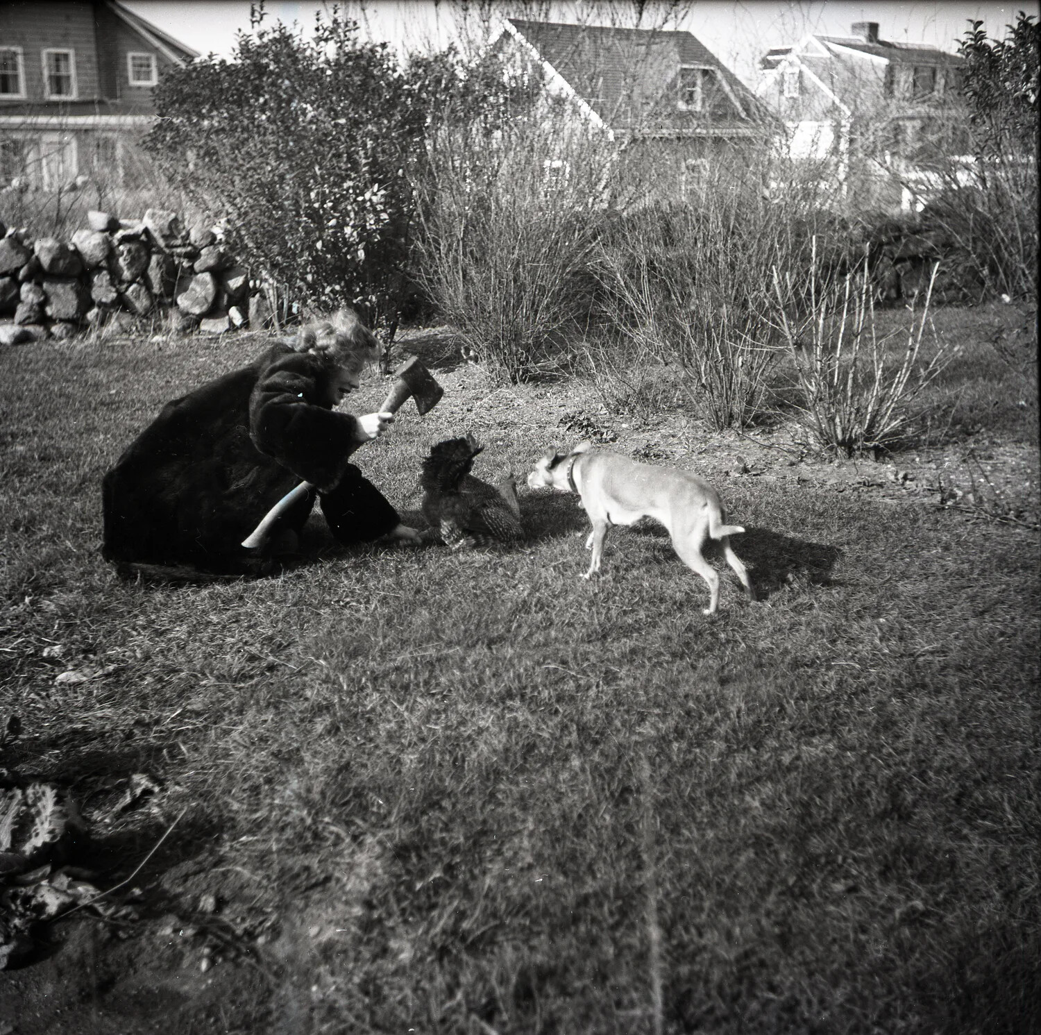 Woman in Fur Coat with Hatchet and Chicken in Backyard, Dog Looking On
