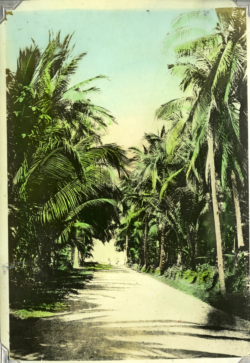 Coconut Palm-Lined Road, Philippines, Early-to-Mid 20th Century