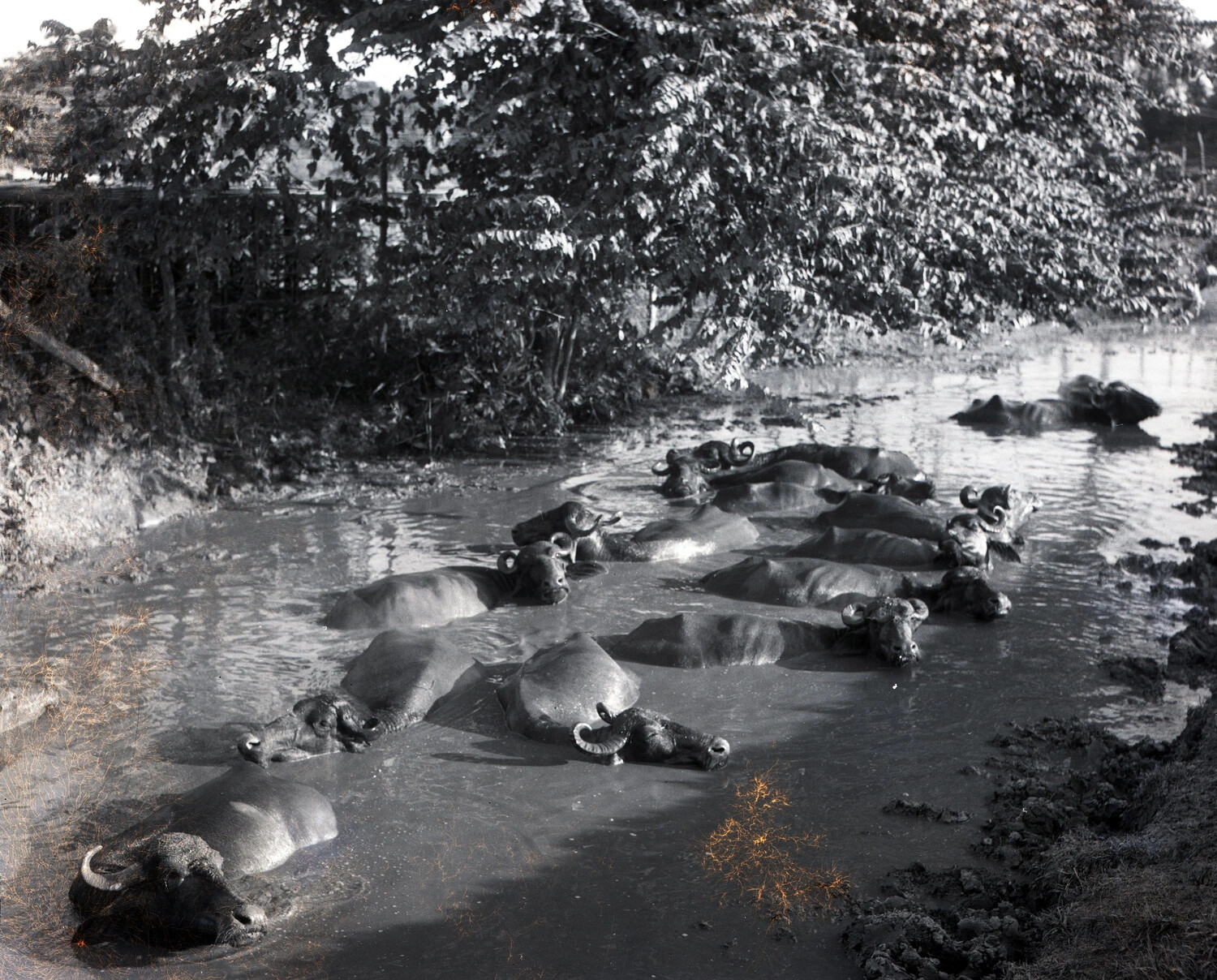 Water Buffalo Wallowing in River, China-Burma-India Theater, WWII Era