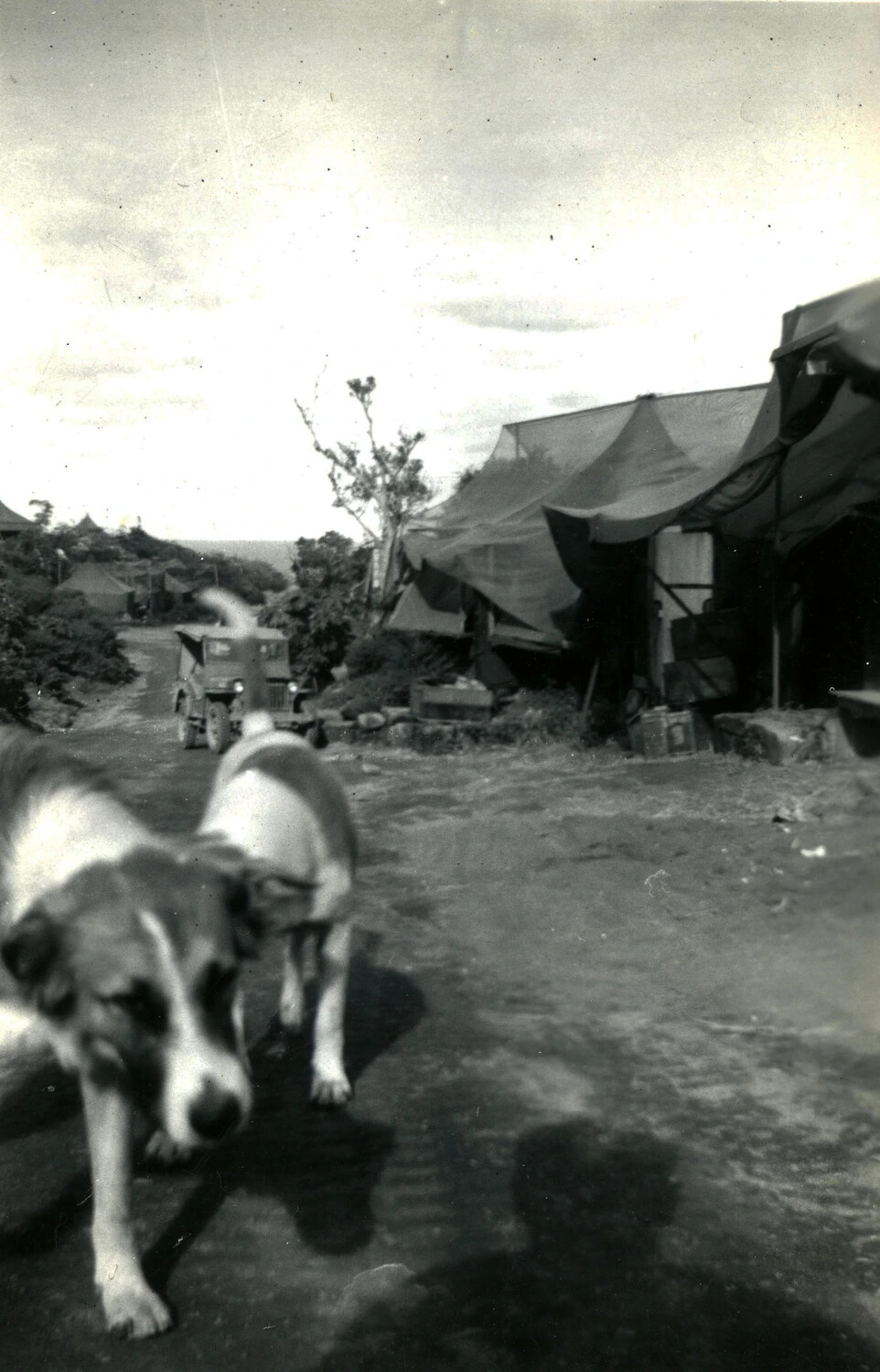 Camp Dogs on a Marine Encampment Road, Iwo Jima Area, World War II