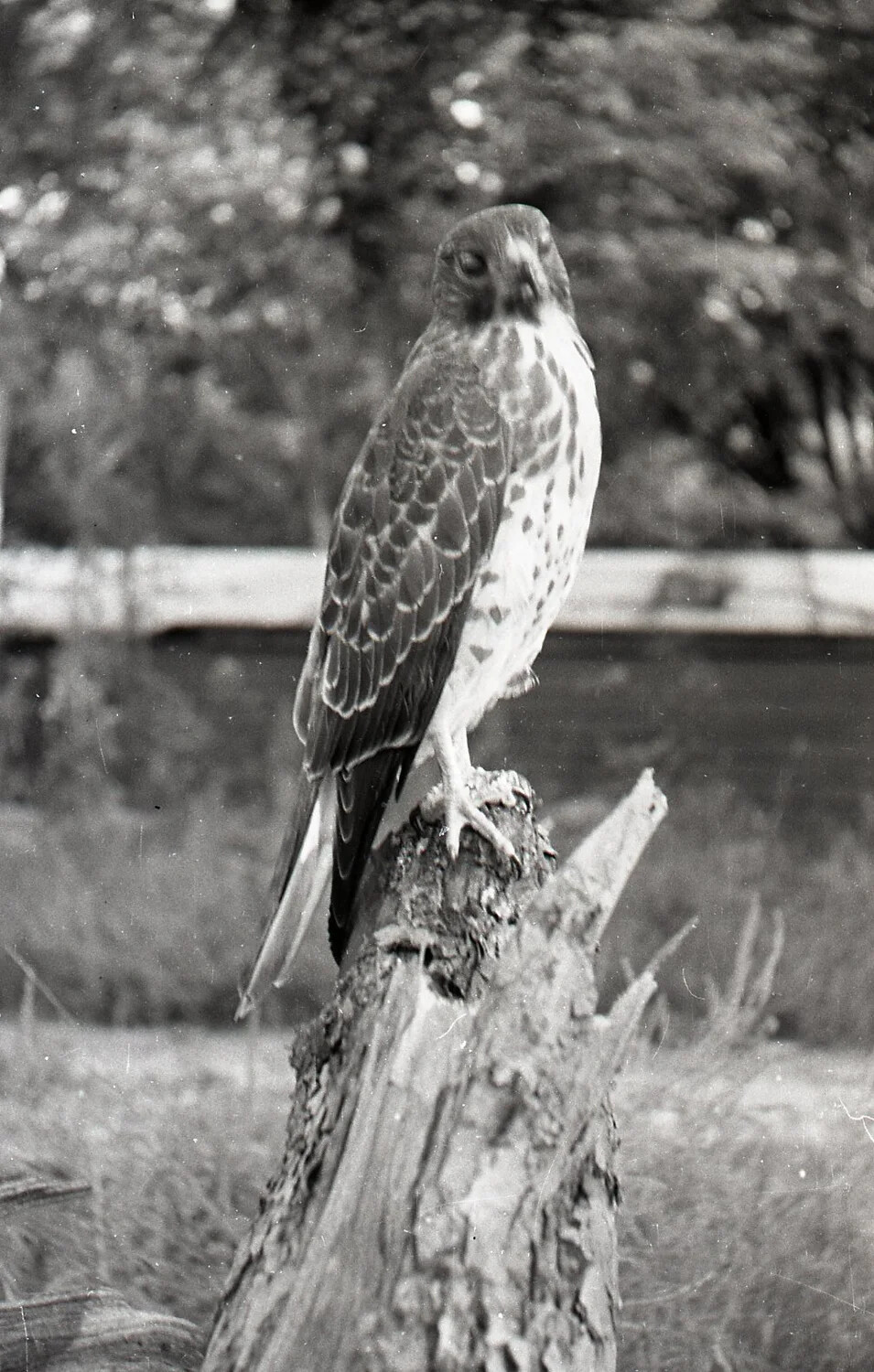 Perched Hawk on Tree Stump, Stateside Photograph, WWII Era