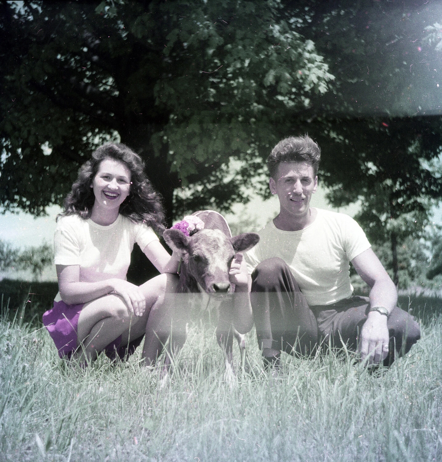 Young Couple with Flower-Adorned Calf in Pasture, Mid-20th Century Farm Snapshot