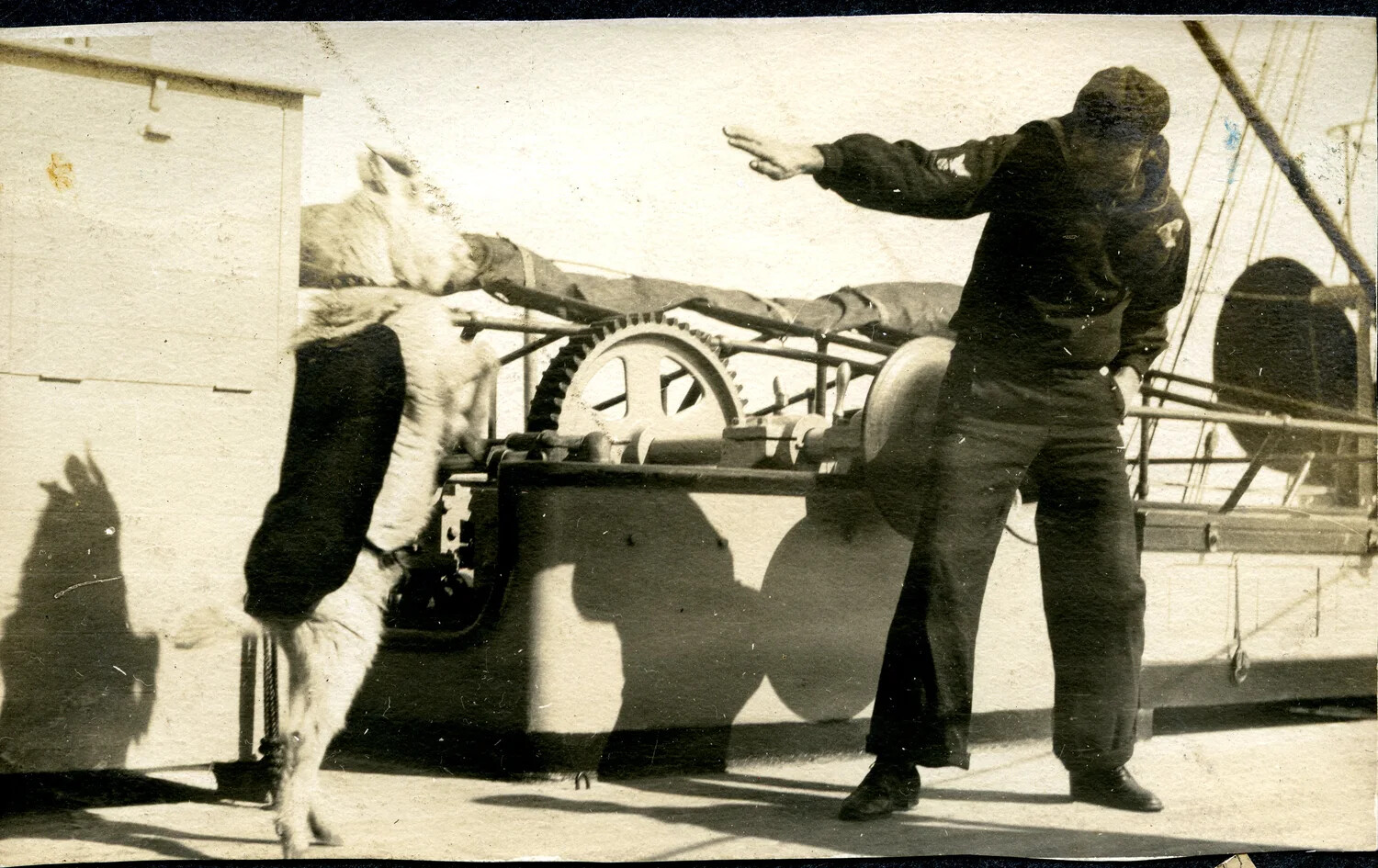 "Billie" the Ship's Goat Eats a Cigarette, USS Columbia (c. 1900s)