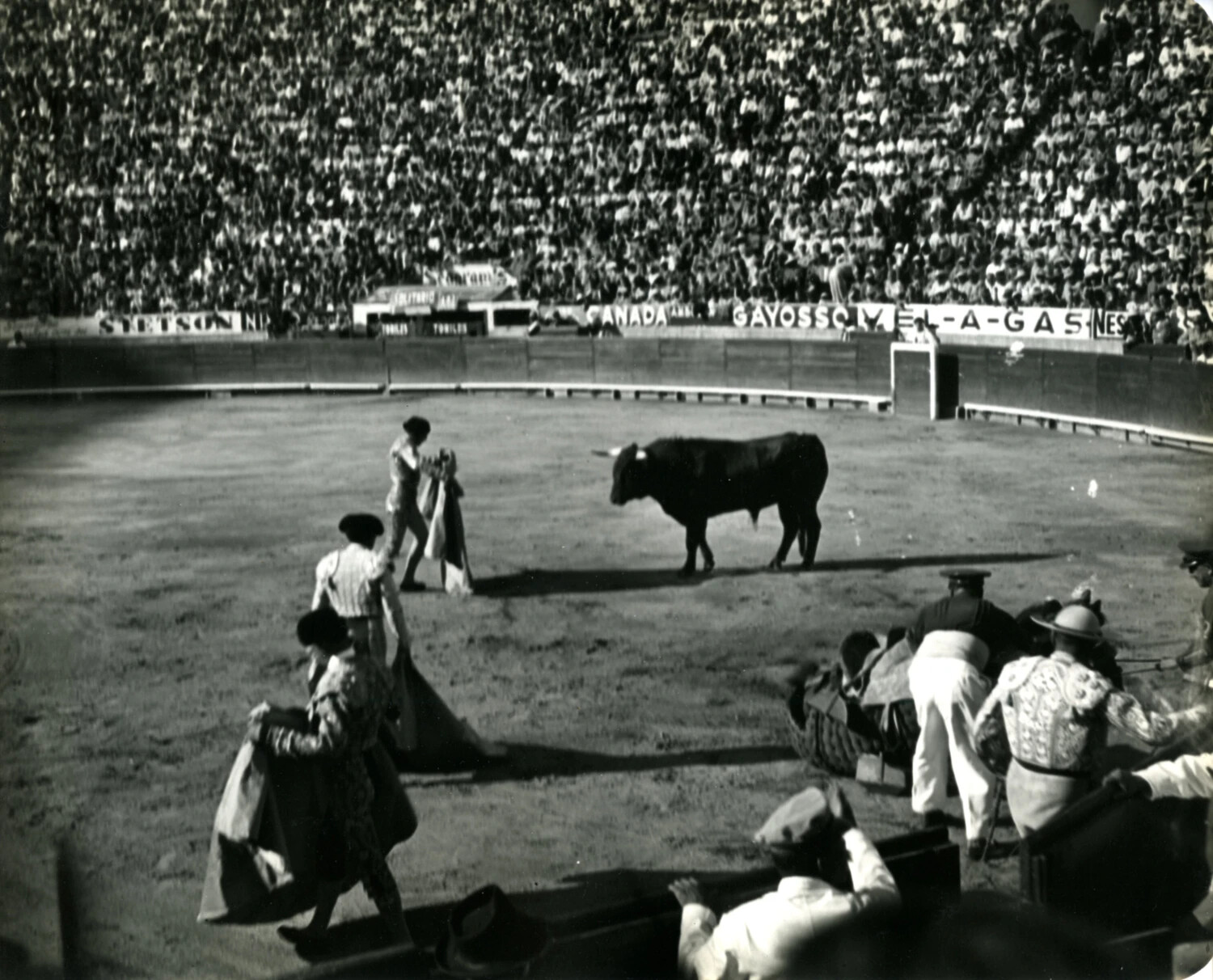 Bull Facing Matadors in the Ring, Mexico City Bullring, 1949