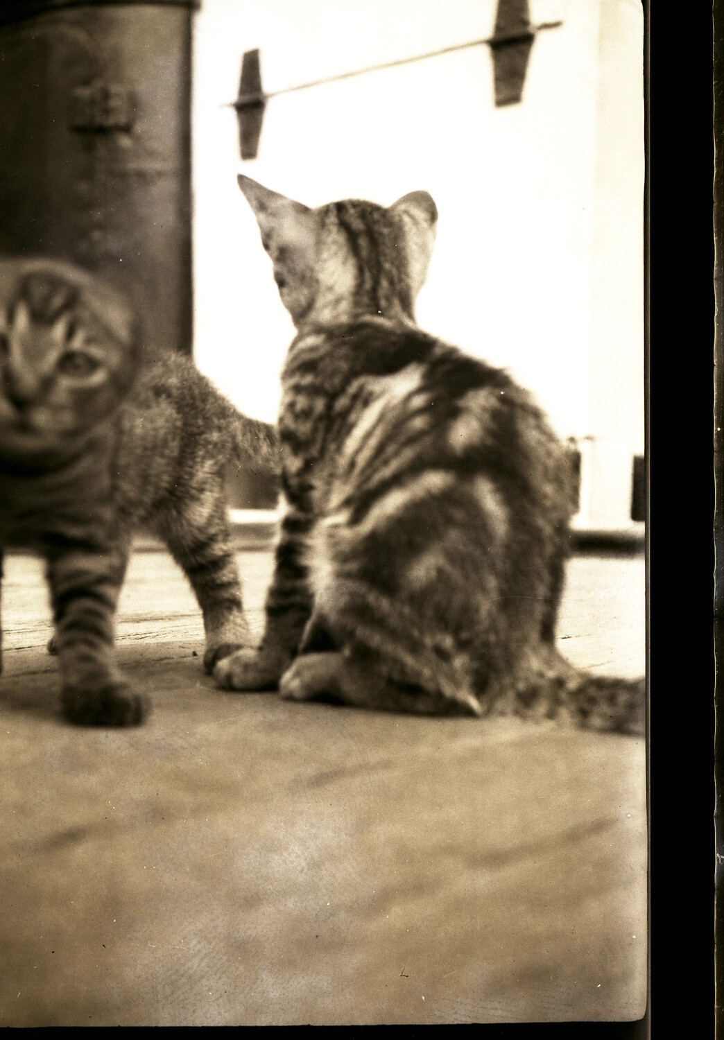 Ship's Cats on Deck, U.S. Navy Vessel, China Station, 1930s