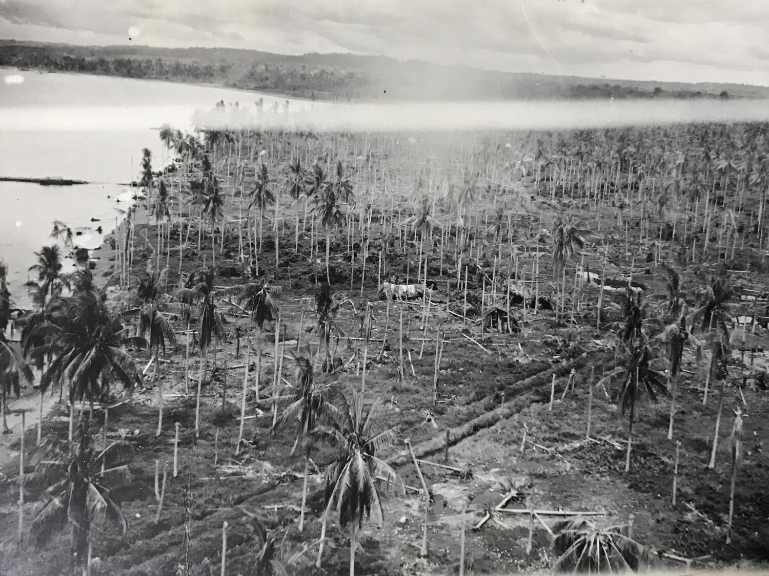 Devastated Coconut Plantation Along Coastal Lagoon, Hansa Bay Area, New Guinea