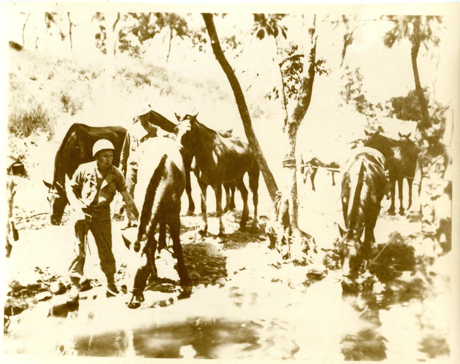 Soldier with Pack Mules at Jungle Watering Point, CBI/Pacific Theater, WWII