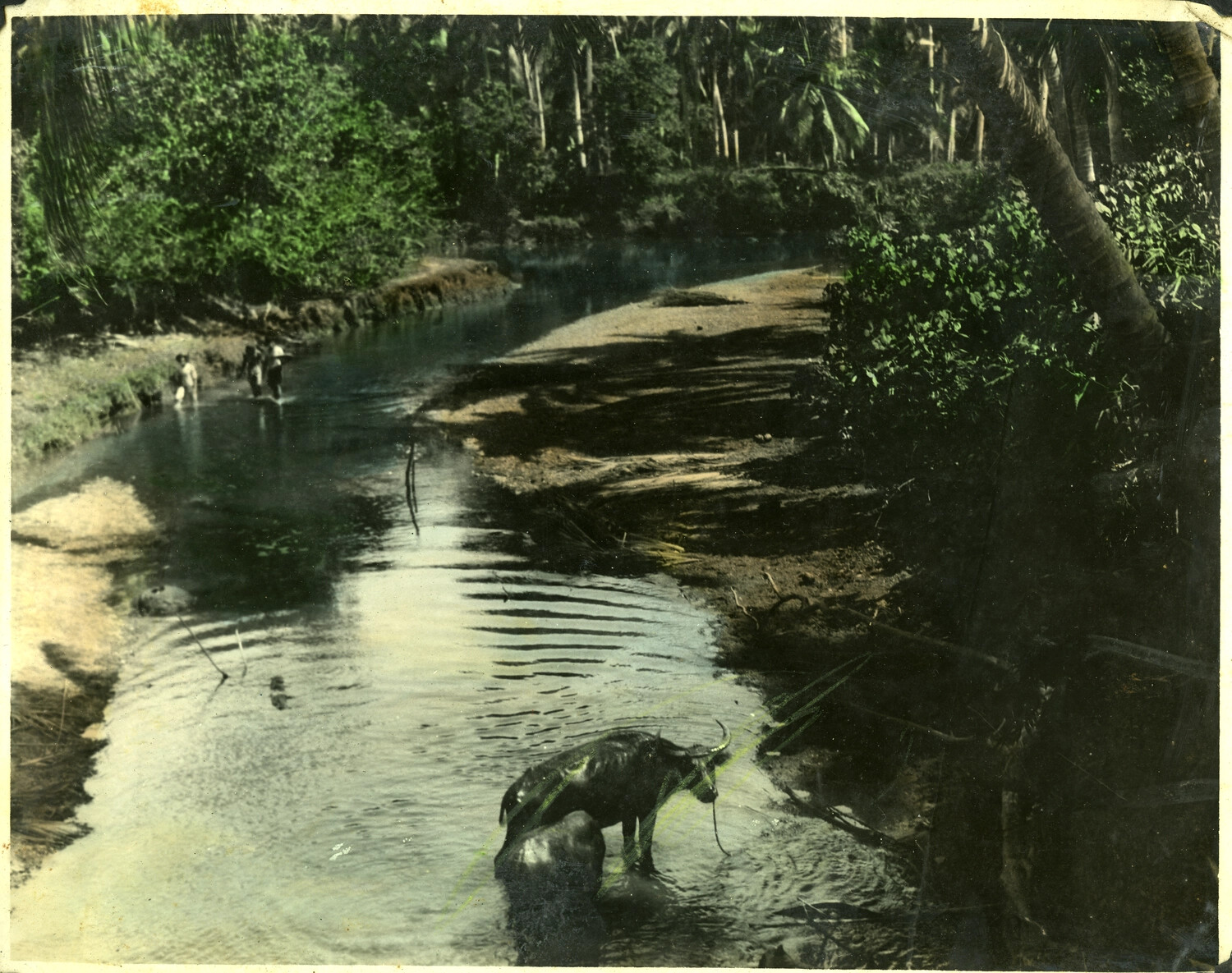 Carabao Wading in Tropical River, Rural Philippines, Hand-Tinted Photograph