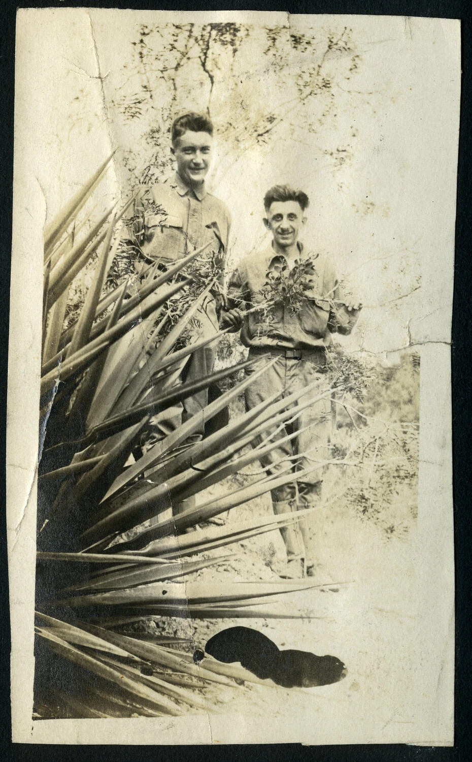 Two Men Posing Among Yucca Plants, 1920s — NY Police/WWI France Album