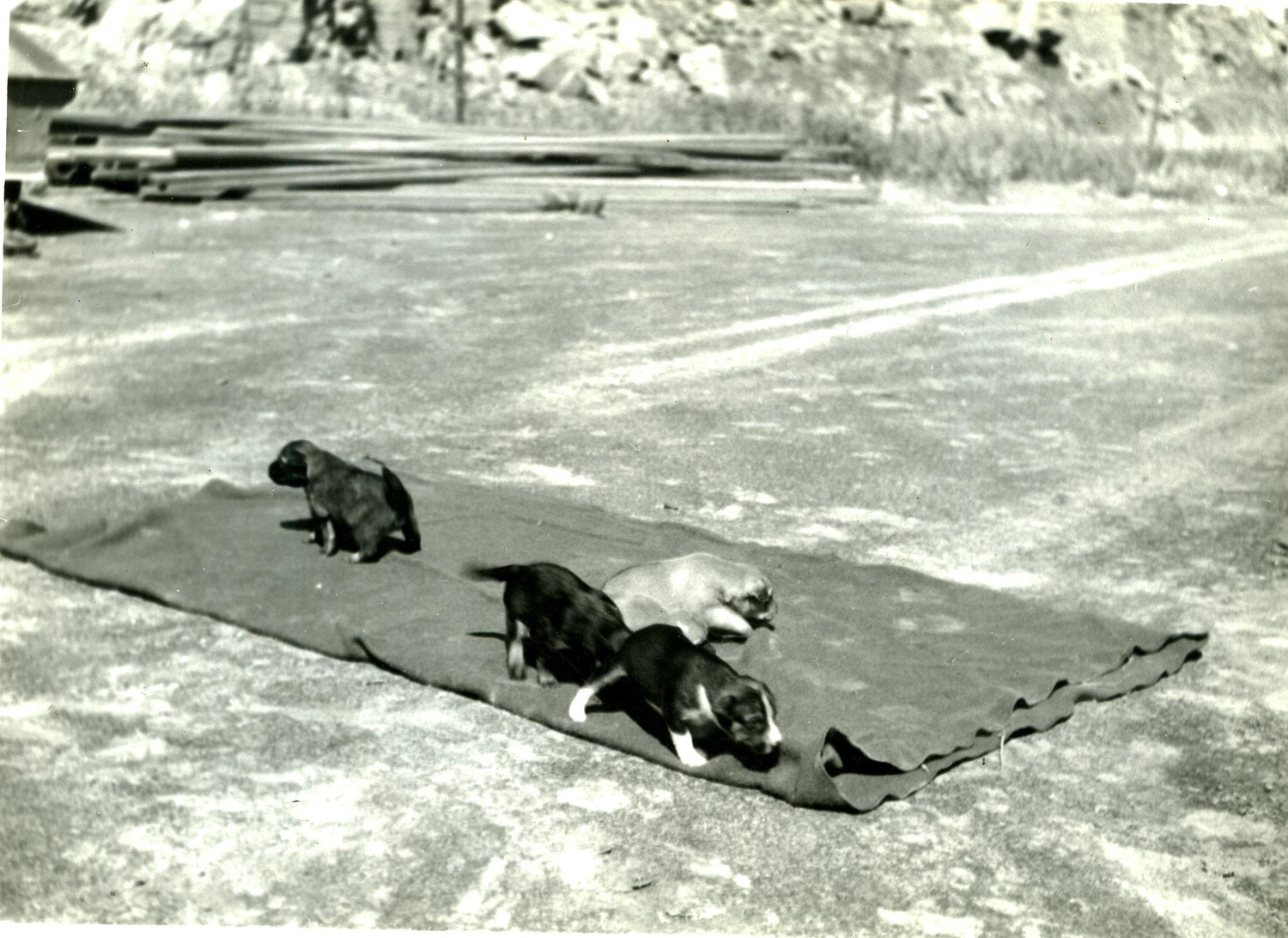 Four Puppies on Blanket at Marine Encampment, 5th Marine Division, Iwo Jima Collection, 1945