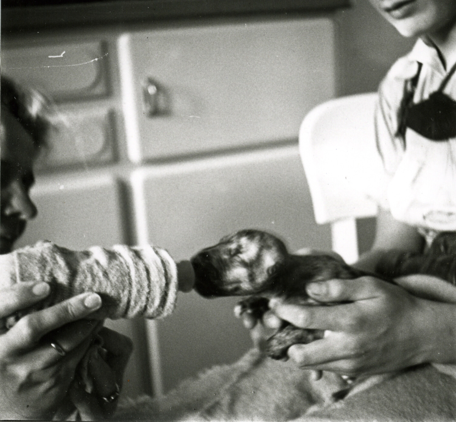 Hand-Feeding a Newborn Puppy, Nuremberg Family Photograph (WWII Era)