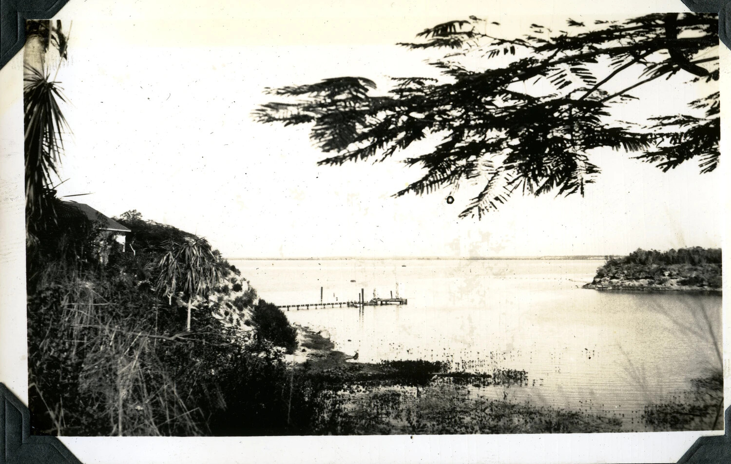 Coastal Harbor View with Tropical Vegetation -- Jervey Signal Corps Album